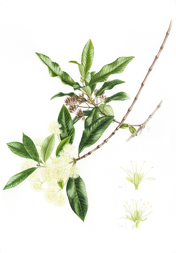 Caldluvia paniculata